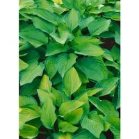 Hosta X Cult. Pauls Glory Ca. 11x11 cm Topf