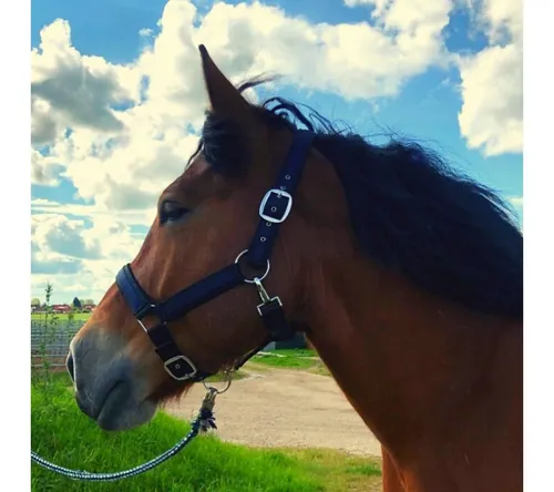 Pferdelinis Halfter für Kaltblut xfull, 2-fach verstellbar - Standardhalfter, ideal für Kaltblutpferde, mit zwei verstellbaren Schnallen für optimalen Sitz und Komfort. Perfekt für passionierte Reiter, die Wert auf Qualität legen.