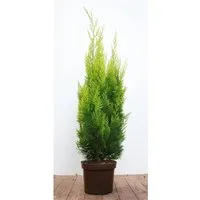 Chamaecyparis lawsoniana 'Ivonne' 60-80 cm - Gelbe Scheinzypresse für Hecken - Immergrün und pflegeleicht, bringt goldgelbes Laub Struktur in den Garten. Ideal für Hecken und Kübel, winterhart bis -20 °C und perfekt für kalte Klimazonen.