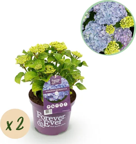 Hortensie Forever & Ever – Blau – 2 Pflanzen – Hydrangea macrophylla – Je im 23 cm Topf – Ca. 55 cm hoch – 7–12 Blüten – Für Balkon, Terrasse & Beet – Langblühend & Pflegeleicht