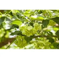 Ptelea Trifoliata Hopfenbaum 125–150 cm – Ziergehölz für Garten - Der Ptelea trifoliata, auch bekannt als Hopfenbaum, ist ein vielseitiges Ziergehölz mit duftenden Blüten und dekorativen Früchten. Ideal für sonnige bis halbschattige Standorte und pflegeleicht im urbanen Klima.