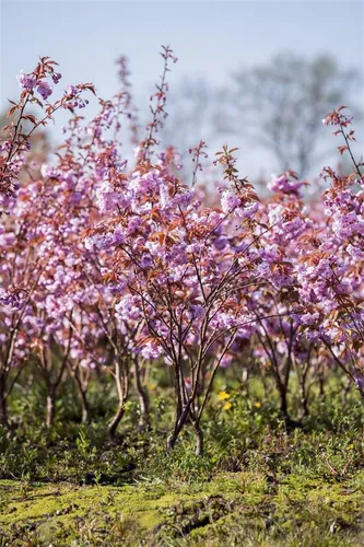 Prunus serrulata 'Kanzan' – Japanische Blütenkirsche für Garten & Vorgarten - Winterharte, pflegeleichte Zierbaum mit leuchtend rosa Blüten im Frühling. Ideal als Solitär und bringt eine malerische Herbstfärbung in Ihren Garten.