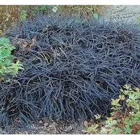 Produktbild Dunkelblättriger Schlangenbart Niger