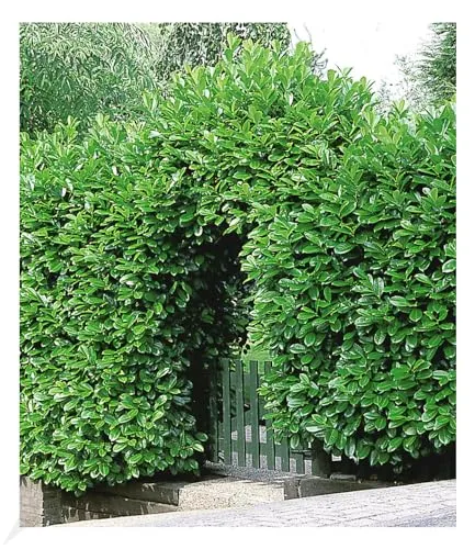 BALDUR Garten Kirschlorbeer Hecke, 50 Pflanzen Prunus laurocerasus winterhart und immergrün, blickdichter Sichtschutz, mehrjährig, Prunus laurocerasus