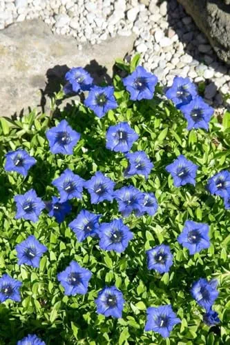 Gentiana dahurica 9x9 cm Topf – Winterhart, Mehrjährig, Pflegeleicht – Dahurischer Enzian – Staude für Steingarten & Beet