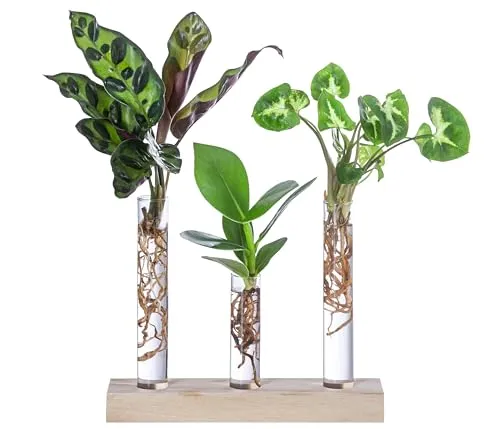 Dehner Waterplant Set - 3-teilig mit Balsamapfel, Korbmarante und Purpurtute Pixie - Wasserpflanzen im Reagenzglas, ideal für kreative Raumgestaltung. Einfache Pflege: Wasserwechsel nur einmal pro Woche, stabiler Stand durch hölzerne Unterlage.