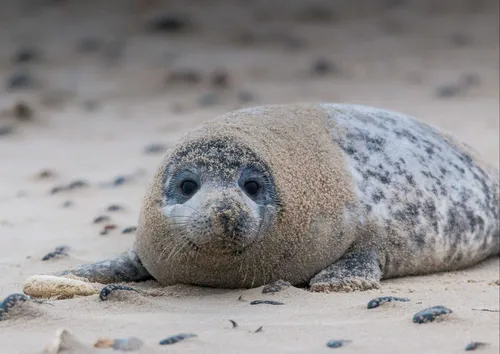 hansepuzzle 37974 - Robbe Puzzle, 260 Teile, Reisen, 41,0 x 28,0cm mit hochwertiger Aufbewahrung, Kartonbox und wiederverschließbarem Beutel