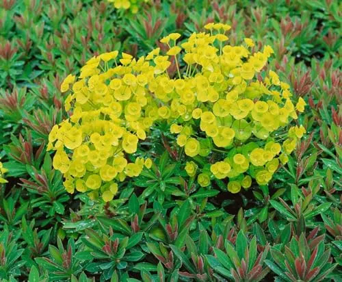 Euphorbia x martinii 11x11 cm Topf – Winterhart, Immergrün, Pflegeleicht – Wolfsmilch – Staude für Beet & Rabatte
