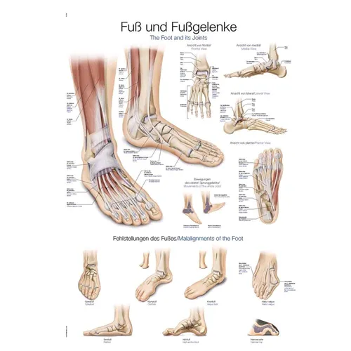Lehrtafel „Fuß und Fußgelenke“ Lehrposter Wandtafel Anatomie Kunstdruck 50x70cm