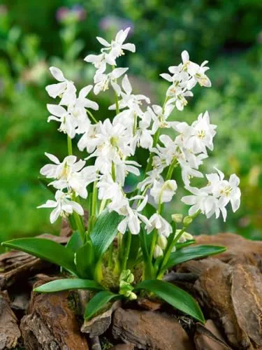 Scilla siberica 'Alba' 9x9 cm Topf – Winterhart, Mehrjährig, Pflegeleicht – Sibirischer Blaustern – Bodendecker für Beet & Steingarten