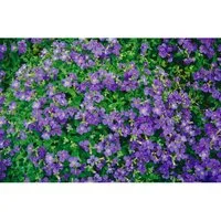 Produktbild Aubrieta X Cult. Blaumeise Blaukissen Blau Ca. 9x9 cm Topf