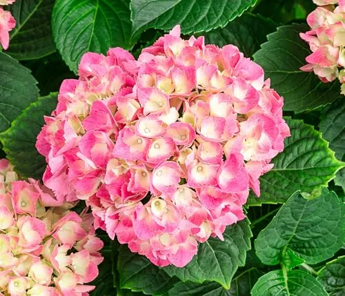 Dehner Bauern-Hortensie, Hydrangea macrophylla, große rote Blüten, 45-55 cm exkl. Pflanztopf, 11 l Topf, Zierstrauch