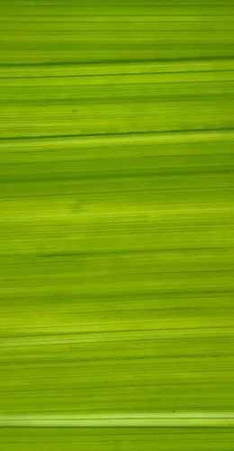 Formkerze 1 Wachsplatte Muster Grösse ca. 200x100x0,5mm Farbauswahl