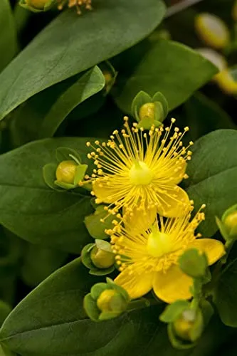 Hypericum calycinum 'Rose von Sharon' 9x9 cm Topf – Winterhart, Mehrjährig & Pflegeleicht – Johanniskraut – Bodendecker für Beet & Garten