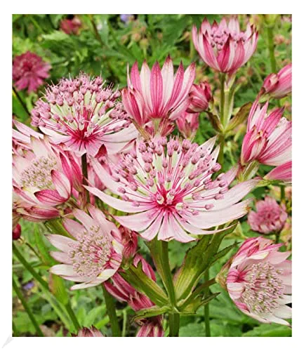 BALDUR Garten Astrantia Sparkling Stars Pink, 1 Knolle Blumenzwiebeln, Sterndolde Staude winterharte Staude, mehrjährig, pflegeleicht, Wasserbedarf gering, blühend, Astrantia Major