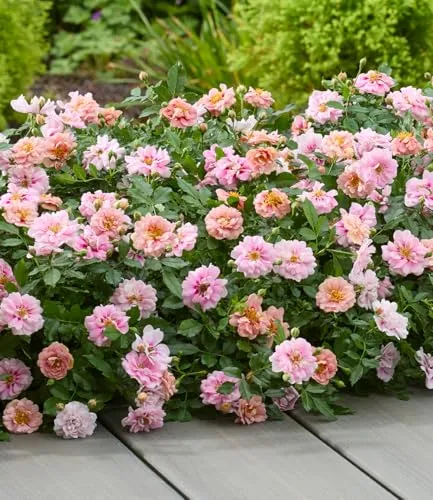 BALDUR Garten Rose 'Amirose®',1 Pflanze, viele Blüten für über 175 Tage, wechselnde Blütenfarbe, Blickfang im Beet und Kübel, pflegeleicht, winterhart bis -18°C, bienenfreundlich