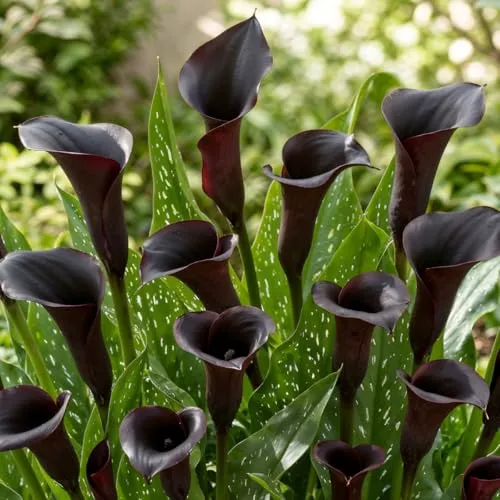 Calla Lilien Zwiebeln Winterhart Mehrjährig in schwarz von DUTCH BULBS