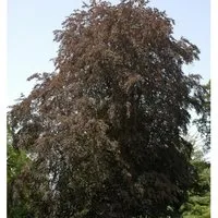 Produktbild Blutbuche 60-80cm