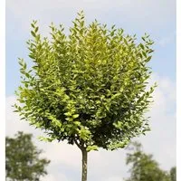 Produktbild Hochstamm Gold Liguster 100-125cm