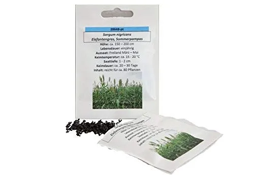 Elefantengras Sommerpampas sehr schnell wachsendes Ziergras Saatgut Samen reicht für ca. 80 Pflanzen