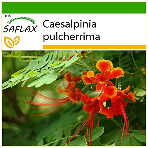 SAFLAX - Pfauenstrauch/Stolz von Barbados - 10 Samen - Mit keimfreiem Anzuchtsubstrat - Caesalpinia pulcherrima