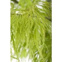 Acer Palmatum Dissectum Japanischer Ahorn 125–150 cm