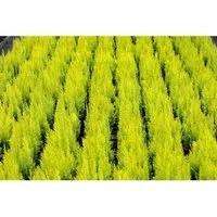 Chamaecyparis lawsoniana 'Ivonne' - Gelbe Scheinzypresse, 80-100 cm - Immergrüne, pflegeleichte Pflanze mit goldgelbem Laub, ideal für Hecken und Einzelstellungen. Winterhart bis -20 °C, bringt das ganze Jahr über Farbe und Struktur in Ihren Garten.