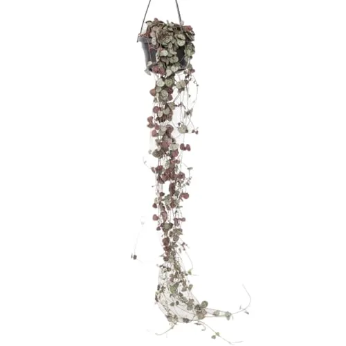 Ceropegia linearis Woodii in pink von Plant in a Box