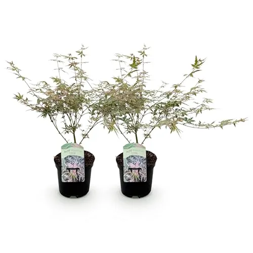 GreenboutiQ - Balkonpflanze - Japanischer Ahorn - Acer palmatum Iyoshi - Rosa - 1 Pflanze - Laubabwerfend - Topf 19cm Höhe 70cm