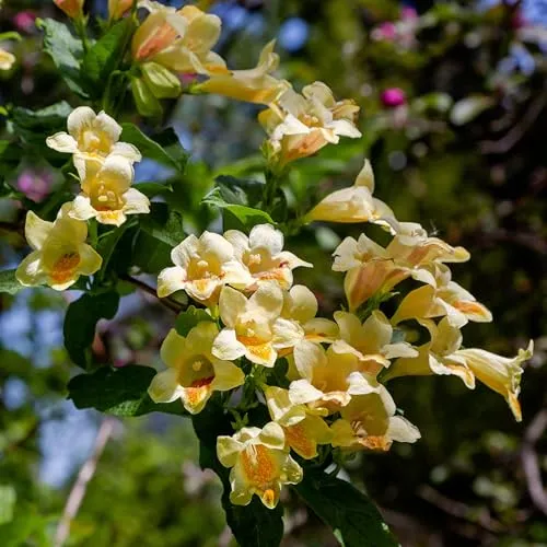 Middendorff-Weigelie 2L - Die einzige Weigela mit gelben Blüten