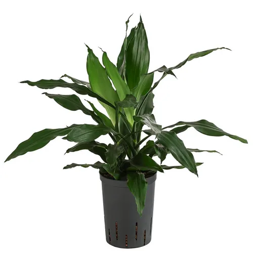 Dehner Zimmerpflanze Drachenbaum Dracaena, mit Wasserstandsanzeiger, wächst in Hydrokultur, Zimmerpflanze, gutes Raumklima