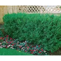Produktbild Japanische Eibe Taxus cuspidata, 1 St.