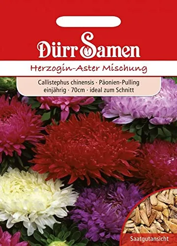 Dürr-Samen - Herzogin-Aster Prachtmischung einjährig 70 cm Saatgut
