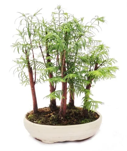 Exotenherz Outdoor-Bonsai Metasequoia glyptostroboides - 5 Pflanzen im Mini-Wald - Zimmerpflanzen: Handgearbeiteter Bonsai mit 5 einzigartigen Urwelt-Mammutbäumen, ideal für halbschattige bis sonnige Plätze im Garten.