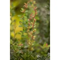 Berberis Buxifolia Nana - Kompakte Polster-Berberitze 30–35 cm - Immergrüner Zierstrauch mit kissenförmigem Wuchs, ideal für Beete und Kübel. Robuste, pflegeleichte Pflanze mit dekorativen Blüten und Beeren, perfekt für sonnige bis halbschattige Standorte.