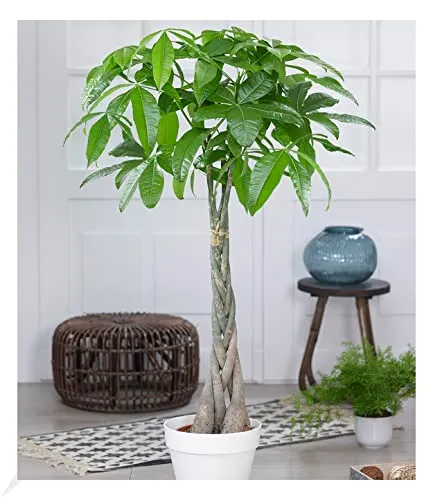 BALDUR-Garten Bäume von BALDUR-Garten