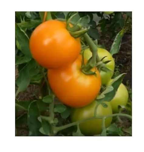 Stk - 270x Tomate Arancia Zloty Ozarowski Pomodori Collection Pflanzen - Samen K574 - Seeds & Plants Shop by Ipsa