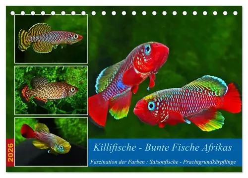Rudolf Pohlmann | Killifische - Bunte Fische Afrikas (Tischkalender 2026 DIN...