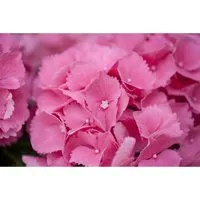 Hydrangea Mac. Bauernhortensie Schöne Bautznerin 30-40 cm - Blühende Zimmerpflanzen, die Bauernhortensie 'Schöne Bautznerin' begeistert mit großen, rosa Blütenbällen und ist ideal für Kübel und Rabatten. Pflegeleicht, bienenfreundlich und winterhart.