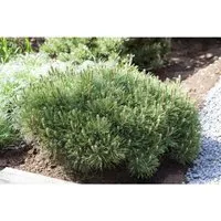 Pinus Mugo Pumilio - Kompakte Bergkiefer 40–50 cm - Die pflegeleichte Pinus mugo ‘Pumilio’ bringt Struktur in Ihren Garten. Immergrün, mit dichten Polstern und dekorativen Zapfen, ideal für Steingärten und Kübelpflanzen.