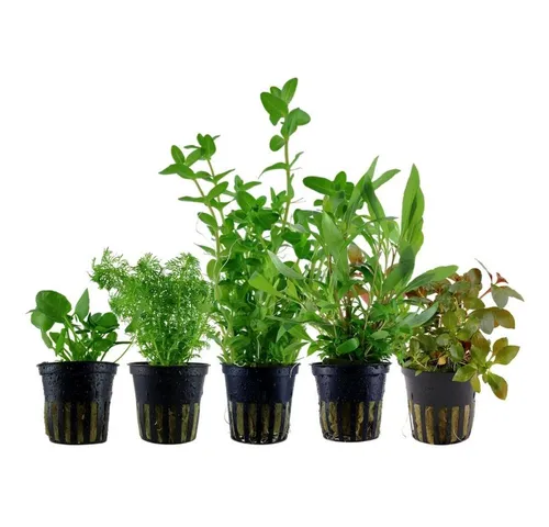 Aquaone Wasserpflanze Pflanzen Set Nr.250 von AquaOne