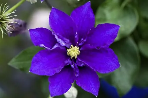 Clematis 'Diamantina' 60–100 cm – Winterhart, Mehrjährig, Pflegeleicht – Waldrebe – Kletterpflanze für Pergola & Rankhilfe