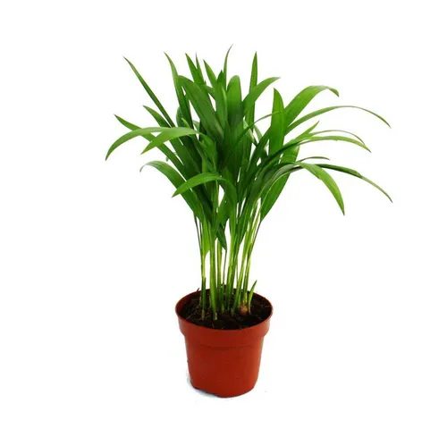 Exotenherz Zimmerpflanze Areca - Chrysalidocarpus lutescens - Goldfruchtpalme im 12cm Topf