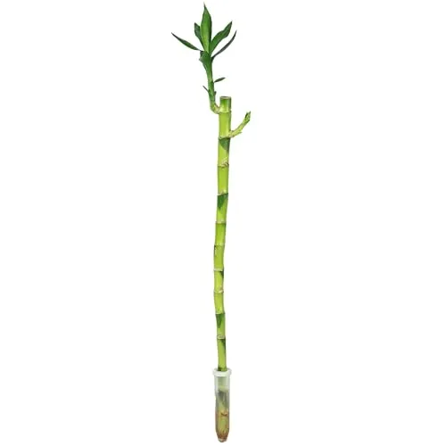 Glücksbambus 'Lucky Bamboo' gerader Stengel, im Röhrchen - pflegeleichte Zimmerpflanze, Dracaena Sanderiana - Höhe ca. 50 cm, Topf-Ø 5 cm