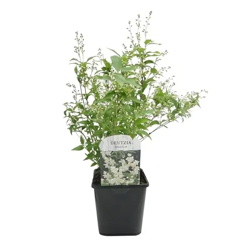 GreenboutiQ - Sträucher - Deutzia Gracilis - Blüte Weiß - 1 Pflanze - Laubabwerfend - Wenig Pflege - Topf 17cm Höhe 45cm