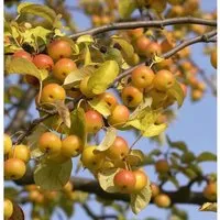 Produktbild Zierapfel Butterball 60-80cm - Malus Hybride
