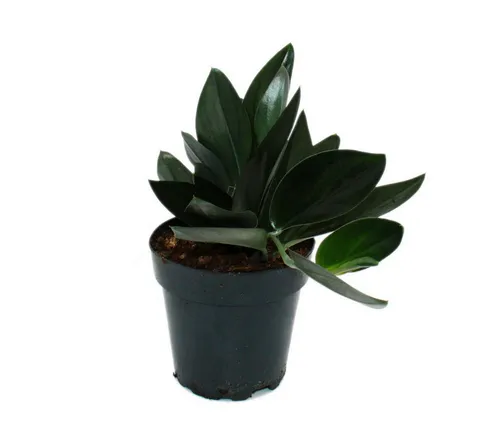 Exotenherz Zimmerpflanze Scindapsus treubii 