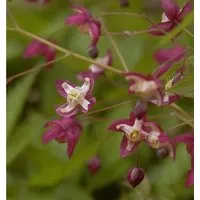 Produktbild Elfenblume rot - Epimedium rubrum