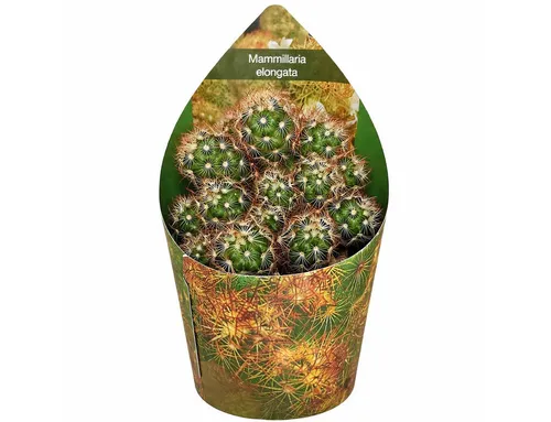 Exotenherz Kaktus Mammilaria elongata anguinea seltener Kugelkaktus Rarität 6,5cm Topf