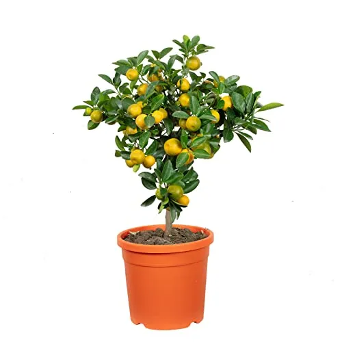 Calamondinorange in weiß von Flowerbox